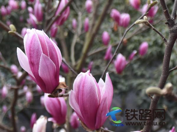 1489115916102845.jpg 魅力綻放的玉蘭花 馮江博攝.JPG