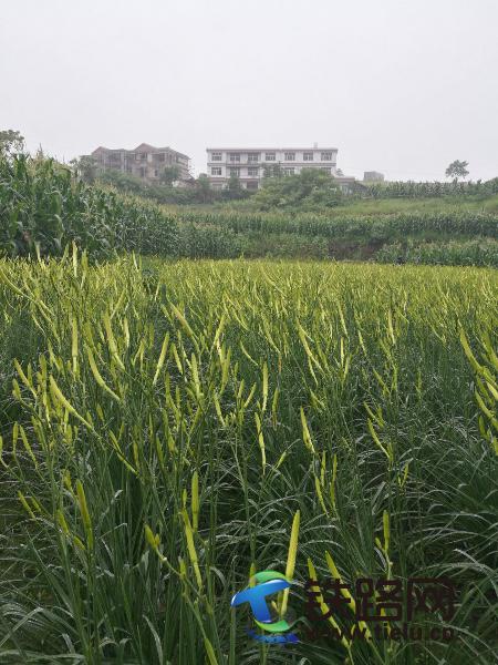 1498032306960512.jpg 圖1、忘憂草.jpg