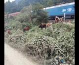 7頭耕牛鐵路邊上行走 危險 福泉聯(lián)防隊員及時制止 安