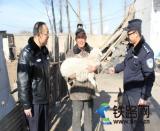 牧民大意丟羊羔 鐵警尋主送家中