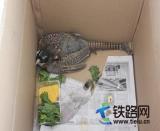 �̶�������һֻ���ҡ����С����o����