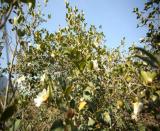 �Ї�Ʒ���v���Ї����£���չ�������I��؛����