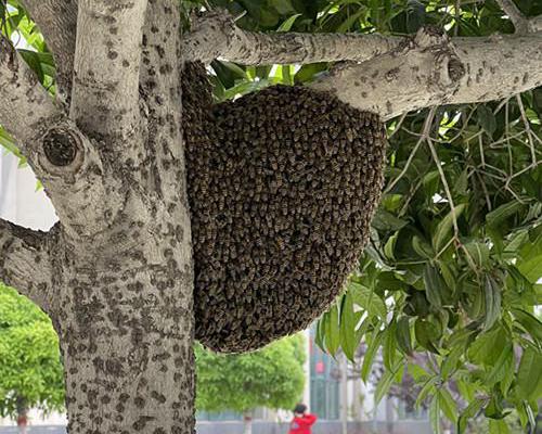 陜鐵院安保處及時清理校內馬蜂窩消除校園安全隱患